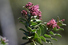 Santalum haleakalae