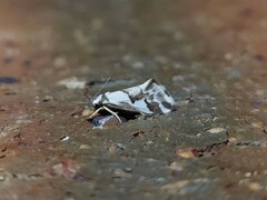 Philenora chionastis