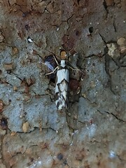 Philenora chionastis