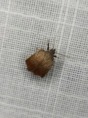 Tortricopsis pyroptis