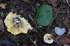 Cantharellus amethysteus