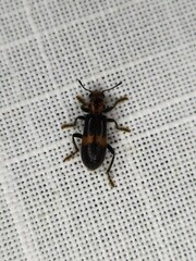 Orthrius duplopunctatus