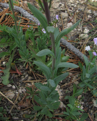 Boechera stricta