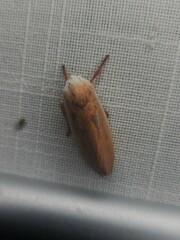 Cryptophasa rubescens