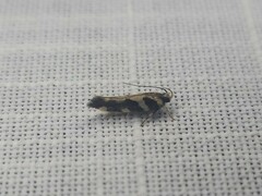 Cosmopterigidae