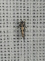 Cosmopterigidae