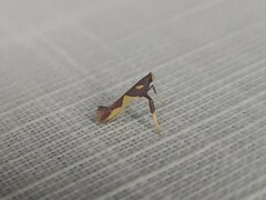 Caloptilia xanthopharella