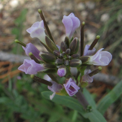 Boechera stricta