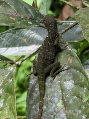 Anolis biporcatus