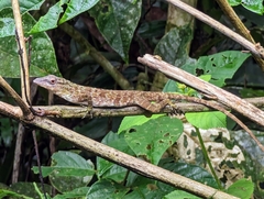 Anolis biporcatus