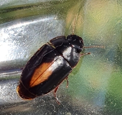 Pseudomorphini