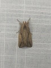 Ecnomodes sagittaria