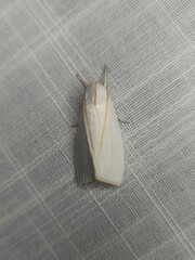 Cryptophasa flavolineata