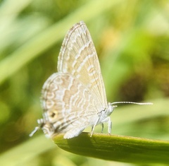 Theclinesthes miskini