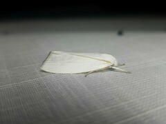 Cryptophasa flavolineata