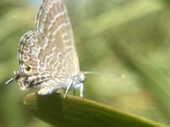 Theclinesthes miskini