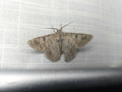 Crypsiphona ocultaria