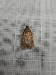 Mimaglossa nauplialis