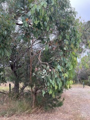 Eucalyptus ovata