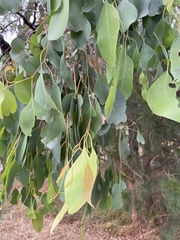 Eucalyptus ovata