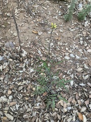 Sisymbrium orientale