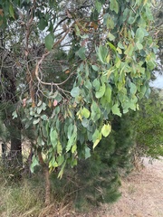 Eucalyptus ovata