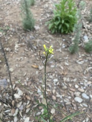 Sisymbrium orientale