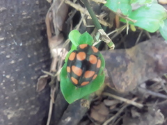 Botanochara decempustulata