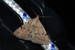 Zanclognatha dentata