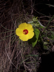 Pavonia argentina