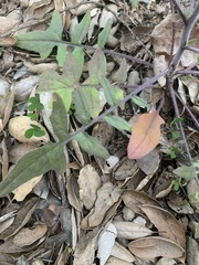 Sisymbrium orientale
