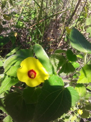 Pavonia argentina