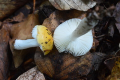 Russula raoultii