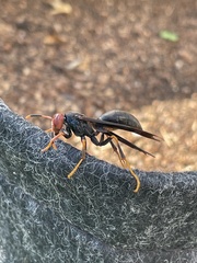Polistes erythrocephalus