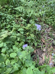 Ageratum