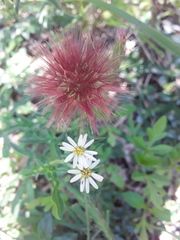 Noticastrum diffusum