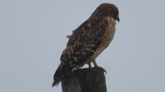 Buteo lineatus