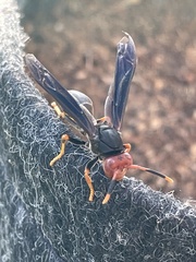 Polistes erythrocephalus