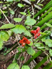 Rhabdothamnus solandri