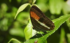 Adelpha cytherea
