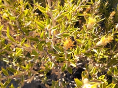 Chuquiraga avellanedae