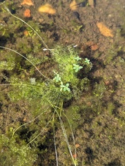 Callitriche marginata