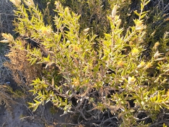 Chuquiraga avellanedae