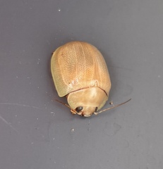 Paropsisterna crocata