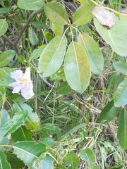 Tabebuia heterophylla