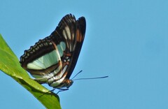 Adelpha serpa