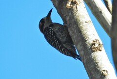 Melanerpes pucherani