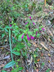 Clinopodium multiflorum