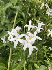 Jasminum officinale