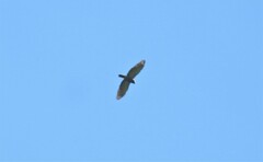 Harpagus bidentatus